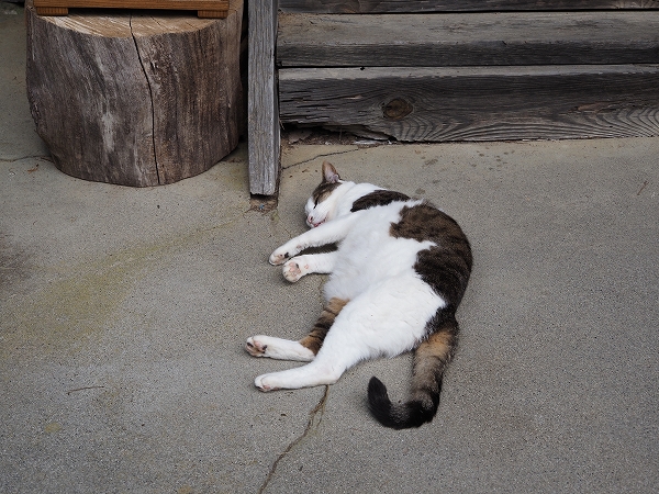 猫がやってくる神社 | 渋崎建設（長野県,諏訪市）