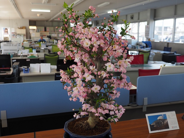 鉢植えの桜 渋崎建設 長野県 諏訪市